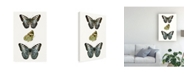 Trademark Global Vision Studio Butterfly Specimen I Canvas Art - 15.5" x 21"